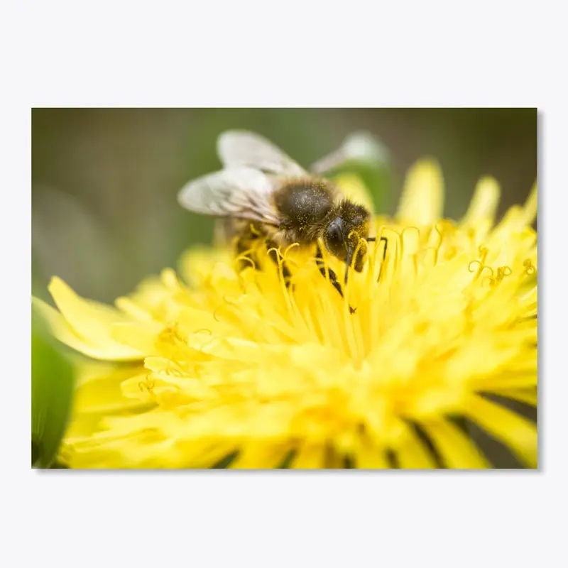 Honey Bee &amp; Dandelion Flower