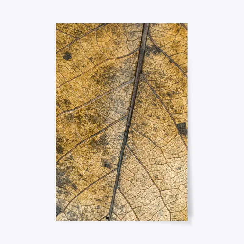 Dead Leaf Closeup