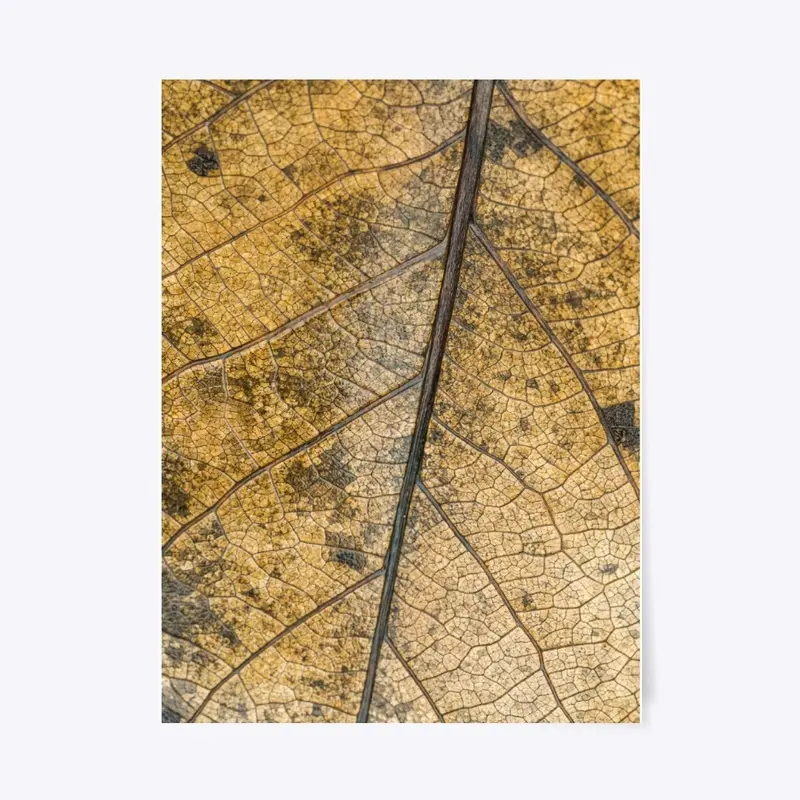 Dead Leaf Closeup