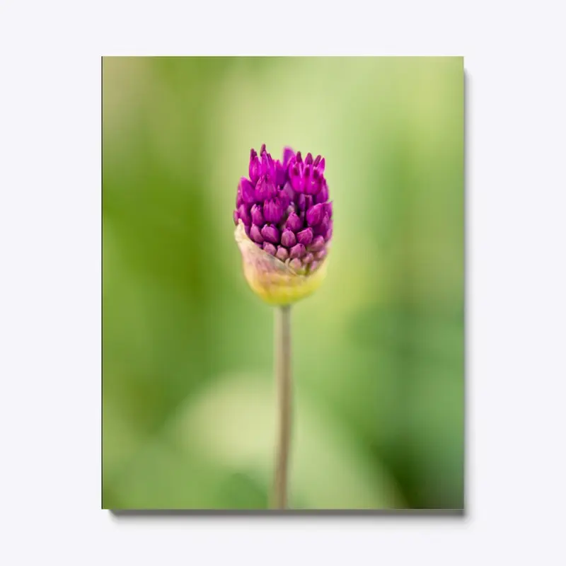 Primula Denticulata Flower