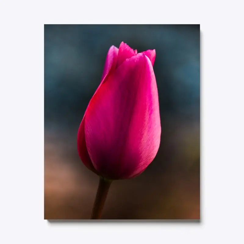 Pink Tulip