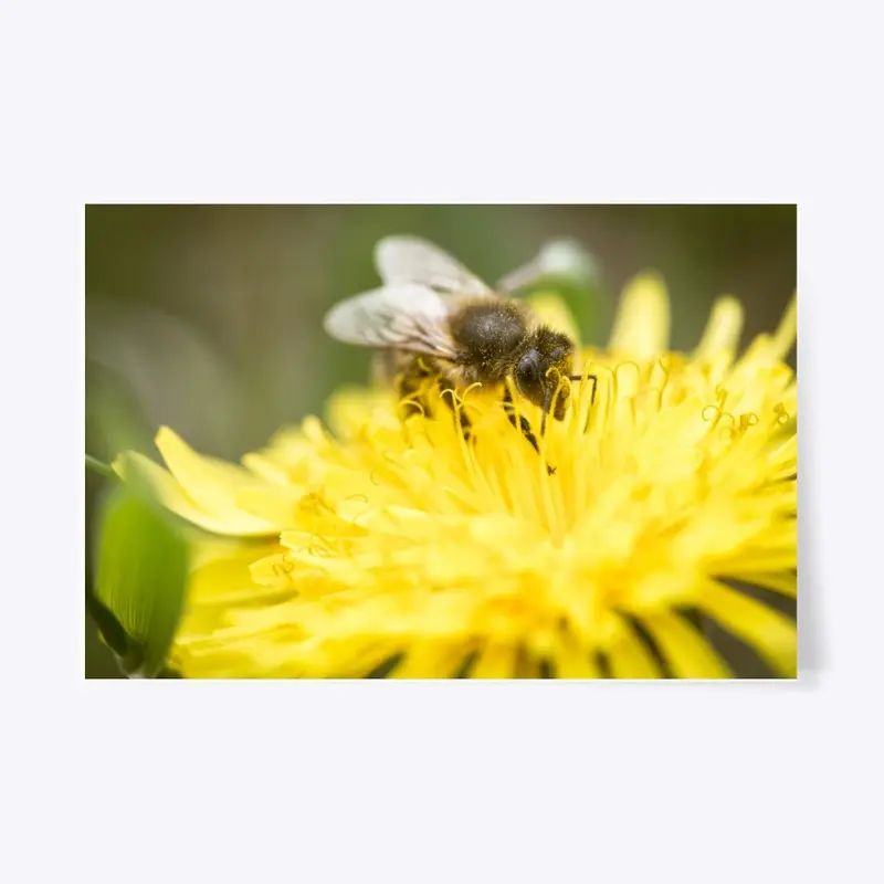 Honey Bee &amp; Dandelion Flower